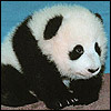 PandaBearParade Profile Picture