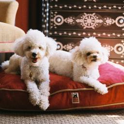 dogfriendlyhote's profile picture. We are dog lovers first and foremost. We have ran several dog businesses,
We also want to be your one stop for dog information and services.