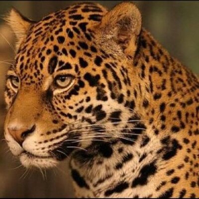LIONNE_Magazine's profile image