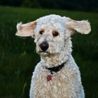 Jane Wilson (@wonderinglots) 's Twitter Profile
