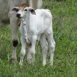 Estou interessado pecuária e veterinária