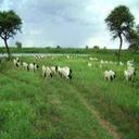 Dr Bashir Ugaas Salah Sheikh Khalif Abdi gurey - @bashkastar - Twitter