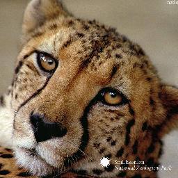 What makes you think I like Cheetahs?