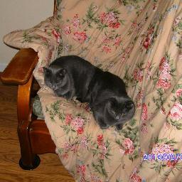 mgmckean's profile picture. Married with 2 cats and 2 gerbils. Read british mysteries.Ruth Rendell, Deborah Crombie, Ian Rankin.PD James.