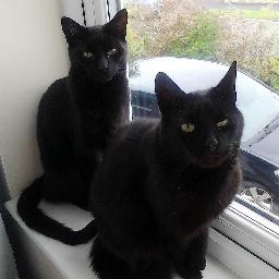 Cat Mum to 10 #crazycatlady ? oh yes.  Volunteer and Foster carer for The Sheffield Cats Shelter