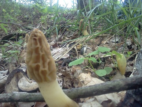 GrizzelKim's profile picture. 