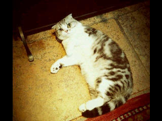 Imma big fans of Meredith's owner, Austin's sister, Andrea's daughter and Marjorie's grand daughter. Meredith is the luckiest and cutiest cat ever! Like, EVER ♥