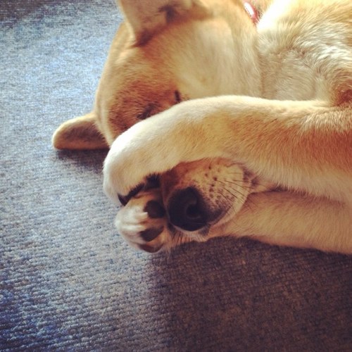 higemal's profile picture. ひげを生やした一番の理由は
剃っても青いからです。