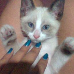 Soy un gato siames. Vivo en La Mendieta, Jujuy, Argentina. Soy jugueton. Me gusta jugar con las perras de la casa Deisi, Chueca y Paca.
 Seguime y te sigo.