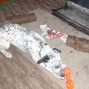 Sally Bowden 🏃🏽‍♀️☕🎾 - @goldenacebow - Twitter