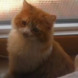 yuesjo13's profile picture. 