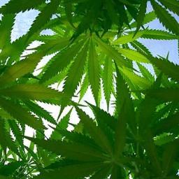 http://t.co/A9kv16li, Marijuana Cultivation, Hydroponics, Cannabis recipes, Strain Review, How to's....Coming Soon!