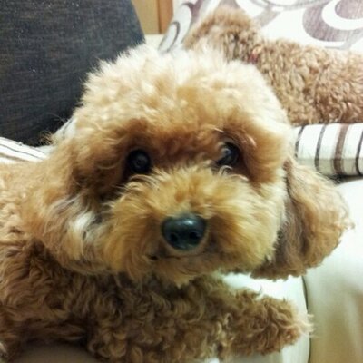 ぽよぽよ