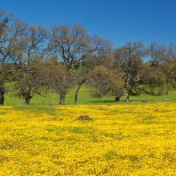 PVWineries's profile picture. Friendly family wineries in the heart of El Dorado.  Enjoy Rocks & Rhones Wine & Food Weekend at 5 Wineries May 24/25, 2014