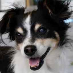 Happy Dad of four beautiful children, and four furbabies.
