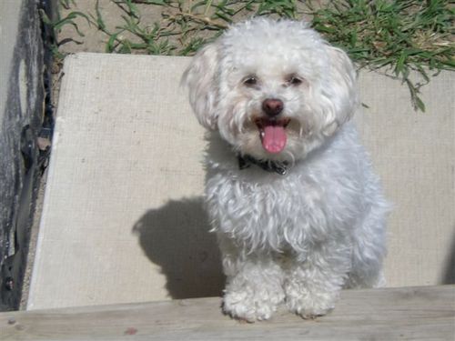 IT Contractor, Creating new Dog Website