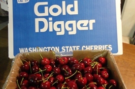 GoldDiggerApple's profile picture. Located in the sunny Okanogan Valley,Gold Digger Apples is a grower owned fruit co-op.Established in 1938,we are the last grower owned co-op in Okanogan County