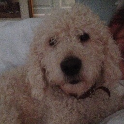 I am a Blonde (girl) labradoodle.  I used to present Top Gear, but have now retired with my humans, the Hammonds and others