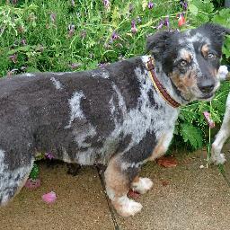 dbthedogman's profile picture. Qualified Canine Behaviourist working in North Norfolk, also 1-2-1 training. Likes, dogs, butterflies, dragonflies, bugs in general and Heavy Metal!