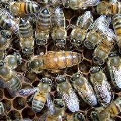 I breed & sell queens & nucs here in Kent.