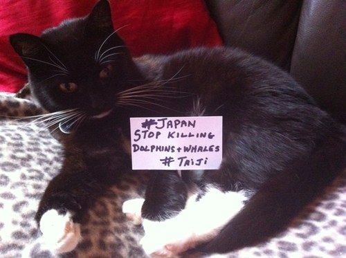 2ivycat's profile picture. #SHUTTAIJIDOWN #JapanKillDolphins #TaijiAreKillers

           #BOYCOTTJAPAN