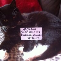 G (@2ivycat) 's Twitter Profile