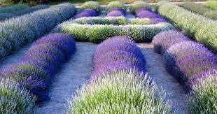 We provide therapeutic quality essential oils in bio-photonic bottles. All of our oils are 100% pure and free from any chemicals or pesticides.