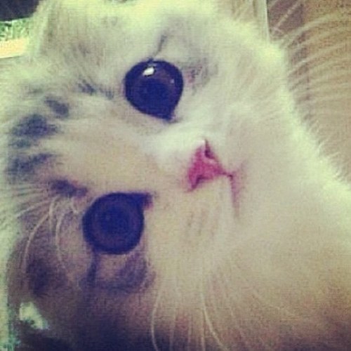 I just love Taylor Alison Swift ♥