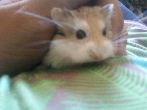 ciniminihamster's profile picture. I like to eat sunflower seeds,run on my wheel, make smart remarks, and being a cute hamster!
