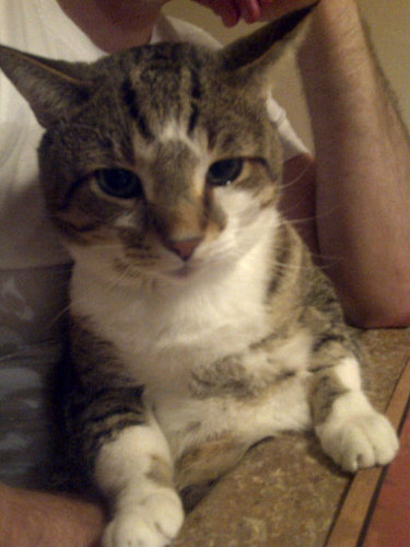 KensingtonHiggy's profile picture. Hi my name is Kensington! I love belly rubs, taking naps, eating\begging for catnip, beating up mice and snuggling! And I have a little brother named Ollie.