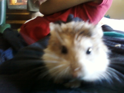 archiehammy's profile picture. Cute Little Dwarf Hamster!