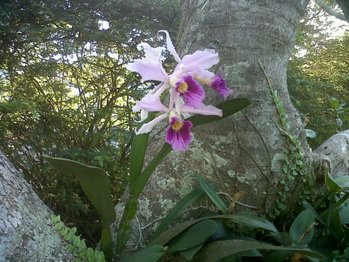 dinagiovanasess's profile picture. Advogada