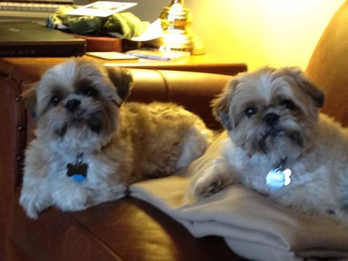 pswillett's profile picture. 