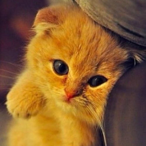 Follow for fun facts about cats! We follow back our cat lovers. #CatFacts #Meow Instagram: @cat_picsrus