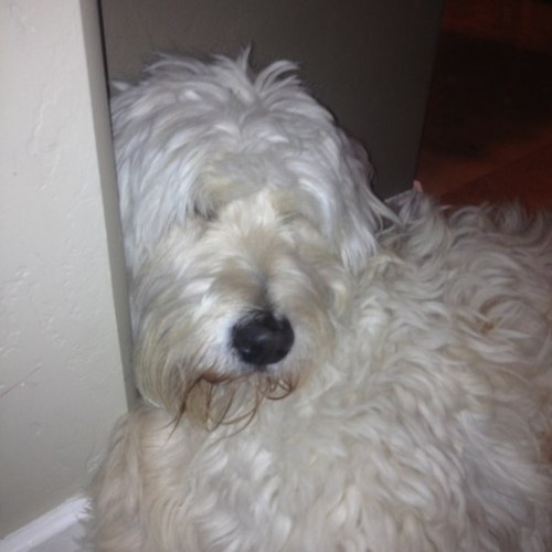 cadengereb's profile picture. 