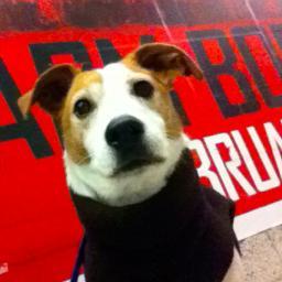 Just a little Jack Russel in a Big City.