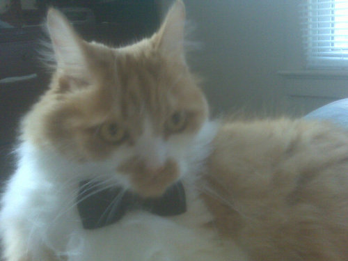 Mainecoon cat, philanthropist,motivational speaker, whiskas supporter, and of course, Manchester United fan