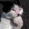 Jinkichi1's profile picture. 時代劇も好きです。 実家も含めて今までの家が動物が飼えない所でしたので、いろんなところでいろんな動物たちをみて、癒されております……（＜◉＞ω＜◉＞） 播州出身 参州→播州→石州在住