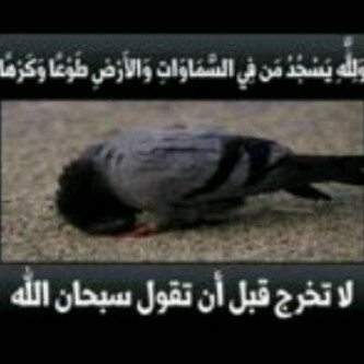 سبحان الله وبحمده سبحان الله العظيم