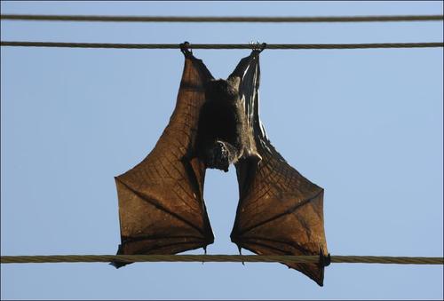 (Pteropus poliocephalus) Ex of Camberwell All screeches are my own