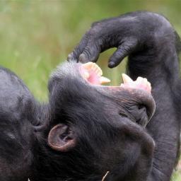 Fearless Intellectual Chimp. Proud Bitter Clinger. Musical apotheoses aficionado. Master Nutritionist.