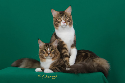 BEST Malaysian Maine coon catttery  from National Winners and Regional Winners lines. Top Show Quality Maine Coon Cats. Home of First Malaysian-bred CFA NW!!