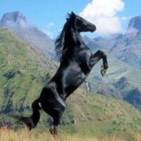 black stallion(@alaintora) 's Twitter Profile Photo