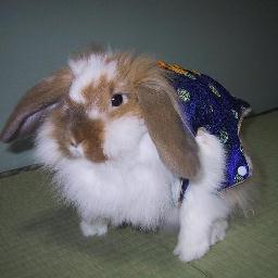 ウサ🐰ハム🐹デグー＆ファンシーラット🐭淡水海水お魚たくさんお世話中🐟特にフグ🐡が好き🤗
そして「弱虫ペダル📕」大好き🚴💨
最近、FNAFにハマり中🧸

※無言フォロー失礼します…