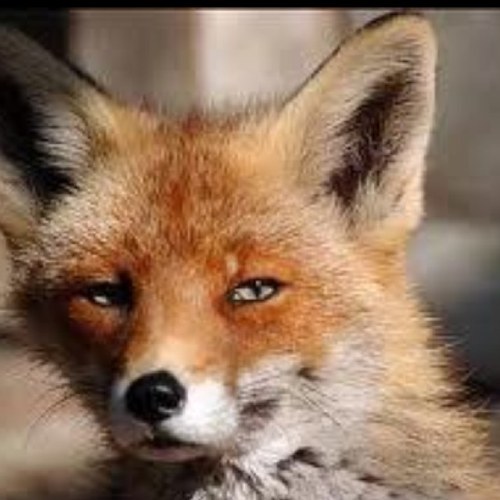 tonightricky's profile picture. 