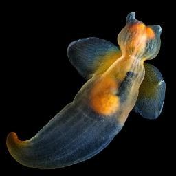 Quakpth's profile picture. "And above all, well not above all. We like our cats.” - Willie Dunn