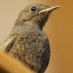 C. Werb (@hearable) Twitter profile photo
