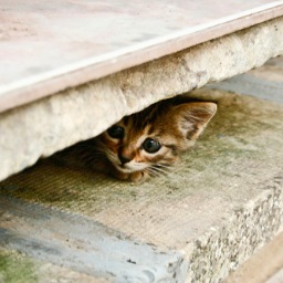 Miner_Cat's profile picture. 