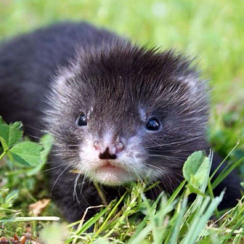 Kämpar emot pälsindustrin! Vet du verkligen sanningen bakom dina pälsvaror? Tillsammans kan vi hjälpa djuren!