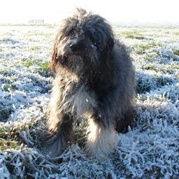 CanicrossBijke's profile picture. Rennend door het leven. Soms met Esther, soms met Roy en vaak samen.